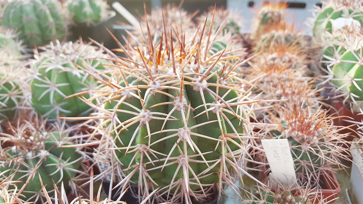 Gallery Melocactus i.t.