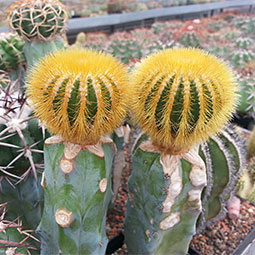 Melocactus