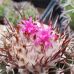 Melocactus