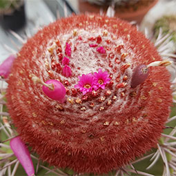 Melocactus