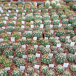 Melocactus