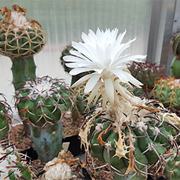 Melocactus