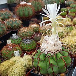 Melocactus