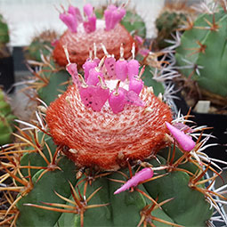 Melocactus