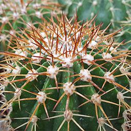 Melocactus