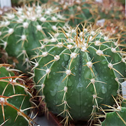 Melocactus