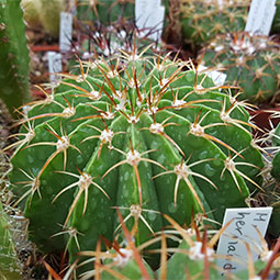 Melocactus