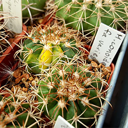 Melocactus