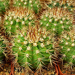 Melocactus