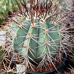 Melocactus