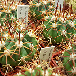 Melocactus