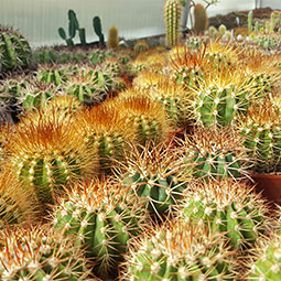 Melocactus