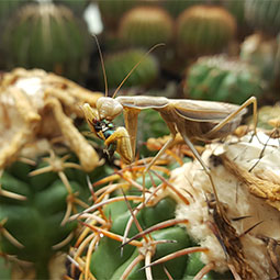 Melocactus