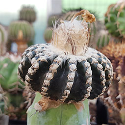 Melocactus