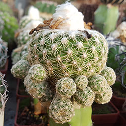 Melocactus