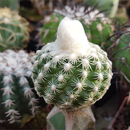 Melocactus