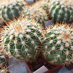 Melocactus