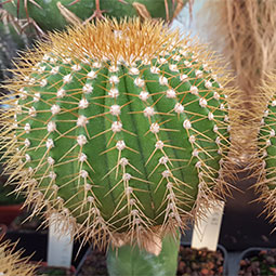 Melocactus