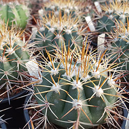 Melocactus