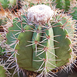 Melocactus