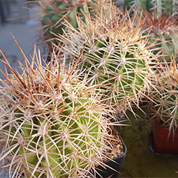 Melocactus