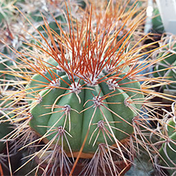 Melocactus