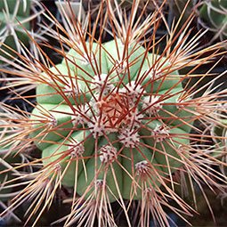 Melocactus