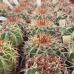 Melocactus