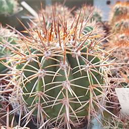 Melocactus