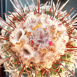 Melocactus