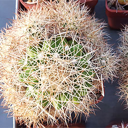 Melocactus