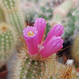 Melocactus