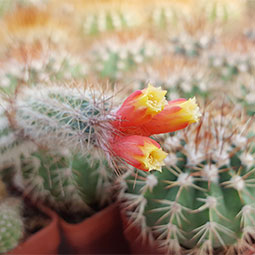 Melocactus