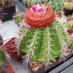 Melocactus