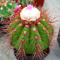 Melocactus