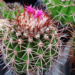 Melocactus