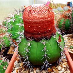 Melocactus